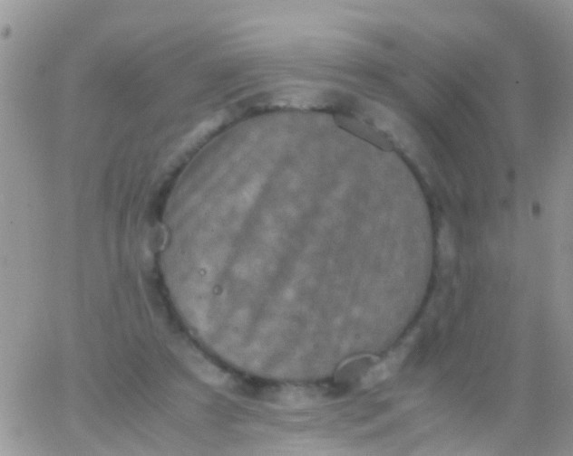 X0000065980305200603172122