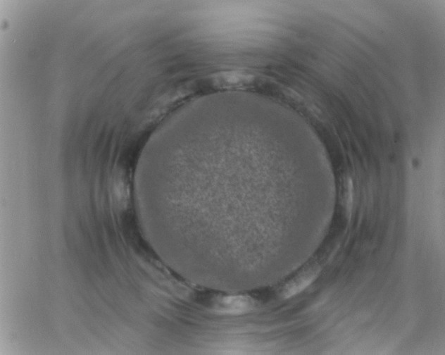 X0000065980324200603172121