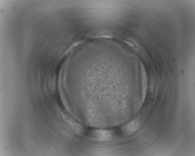 X0000065980326200603172121