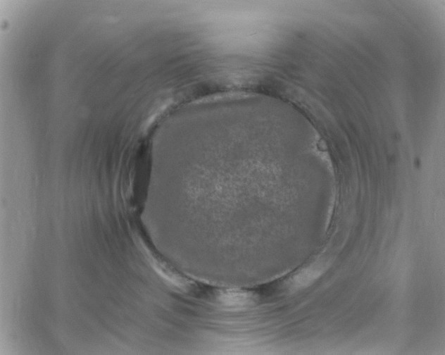 X0000065980336200603172121