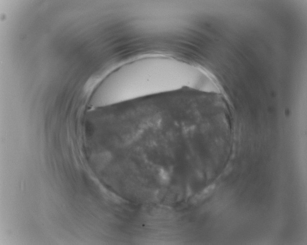 X0000065980337200603172120