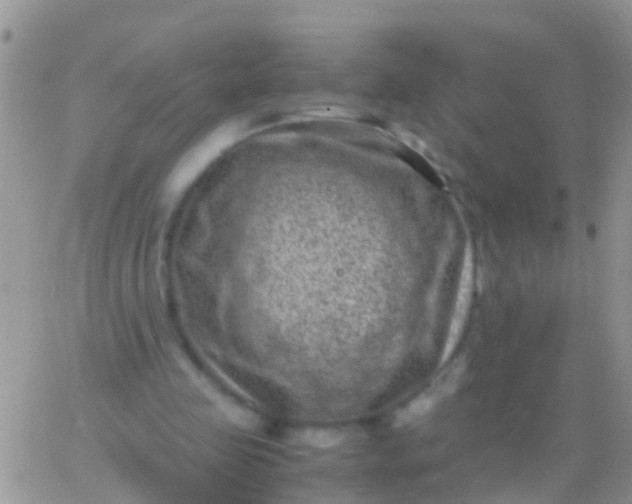 X0000065980341200603172121