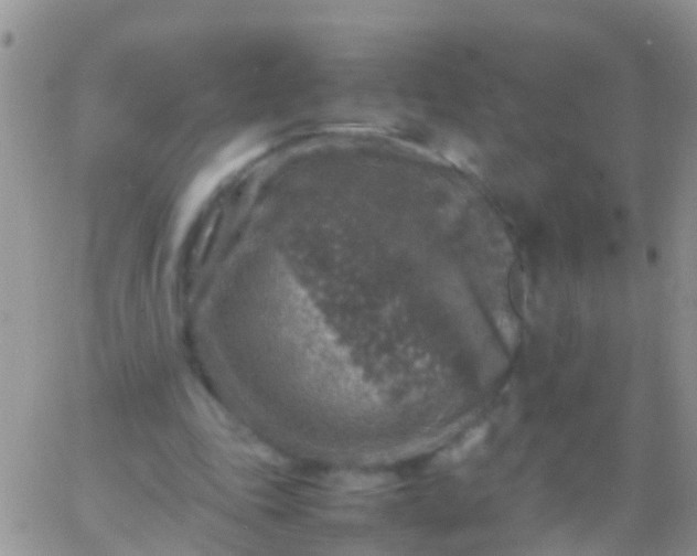 X0000065980343200603172121