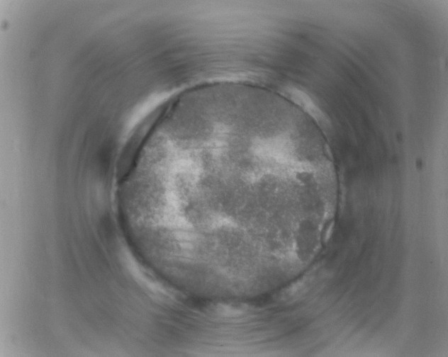 X0000065980346200603172121