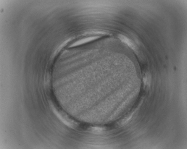 X0000065980352200603172121