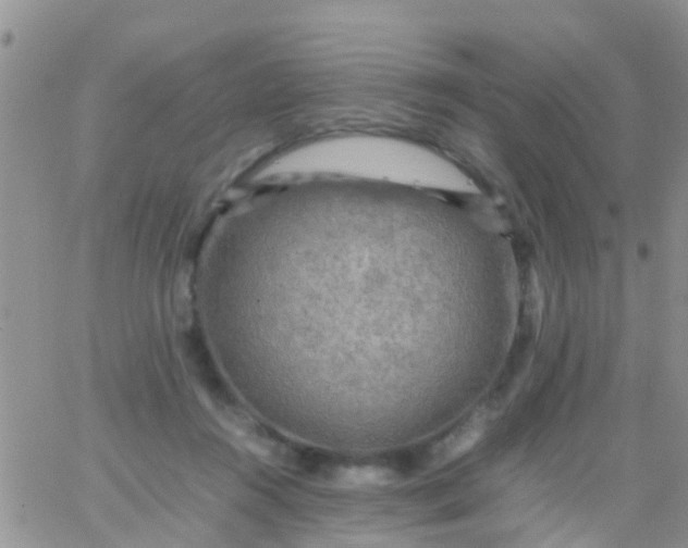 X0000065980360200603172121