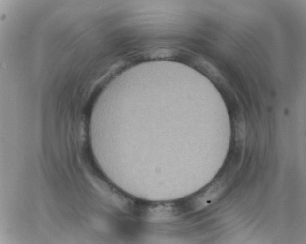 X0000065980362200603172121