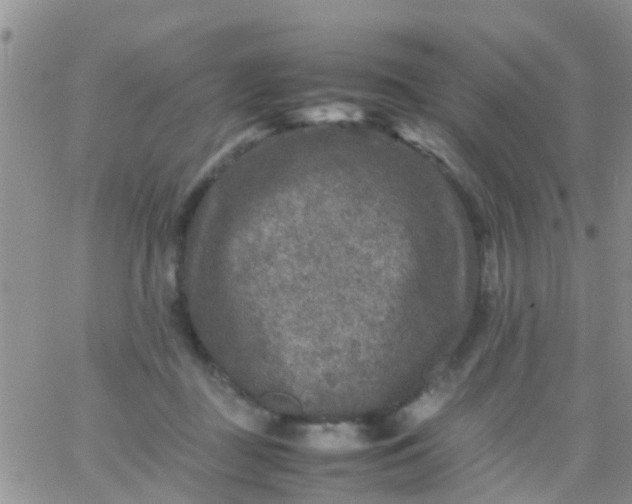 X0000065980363200603172121