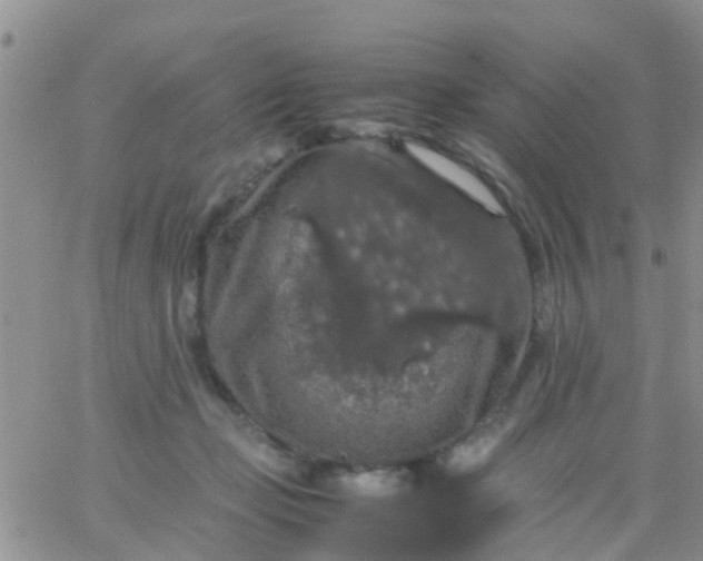 X0000065980365200603172121