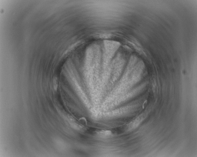 X0000065980374200603172121