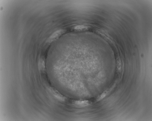 X0000065980375200603172121