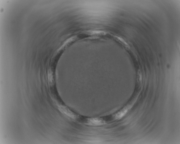 X0000065980380200603172121