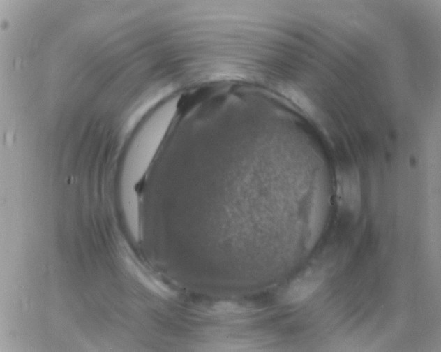 X0000065980390200603172120