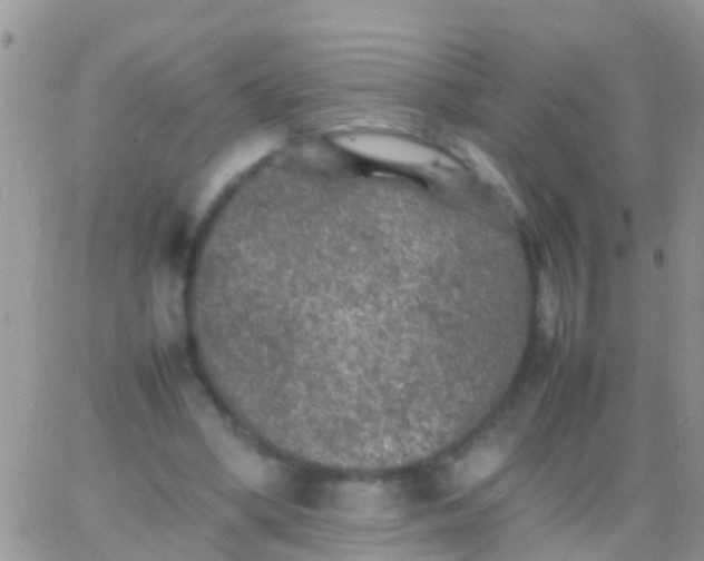 X0000065980394200603172120