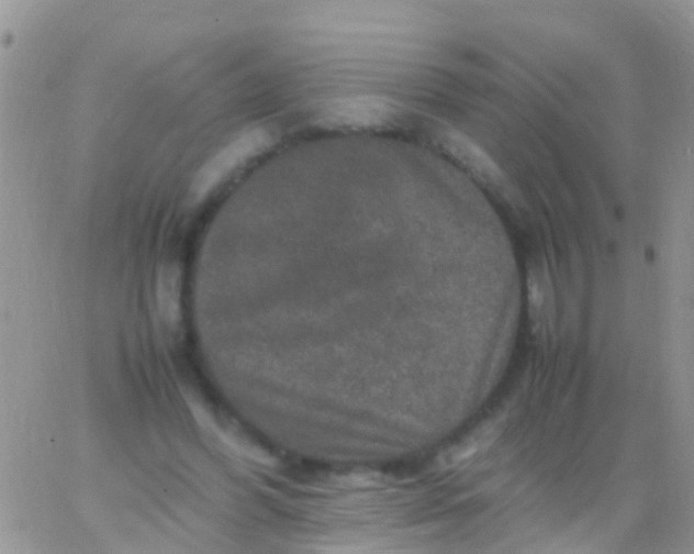 X0000065980396200603172120