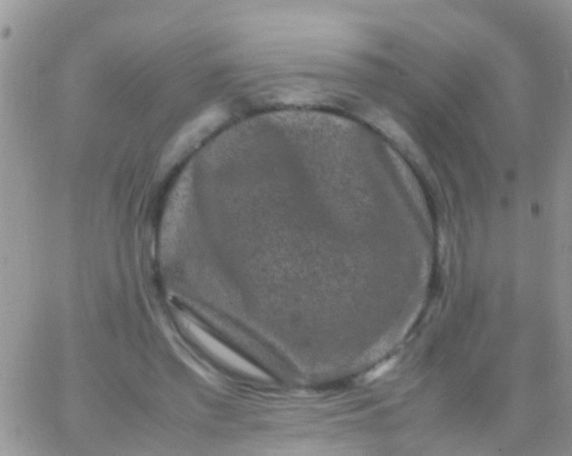 X0000065980397200603172120