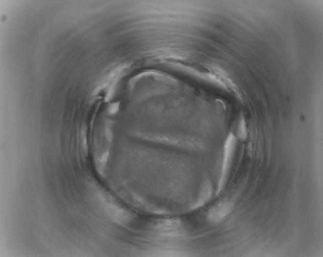 X0000065980398200603172120