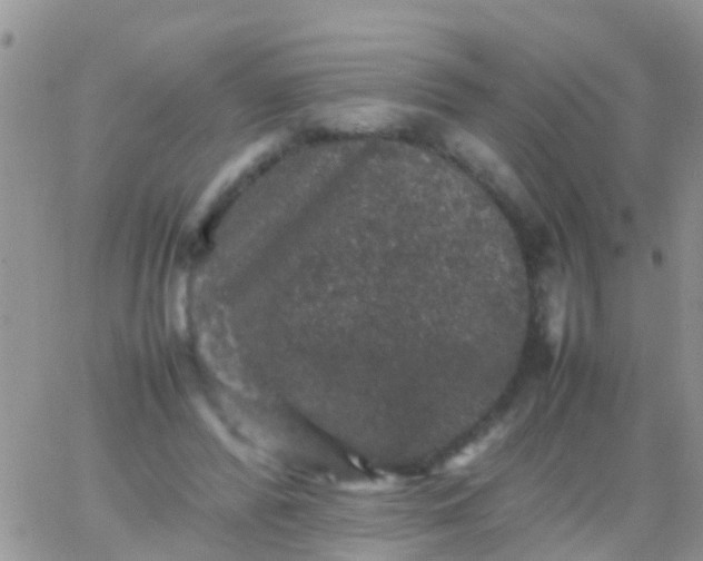 X0000065980400200603172120