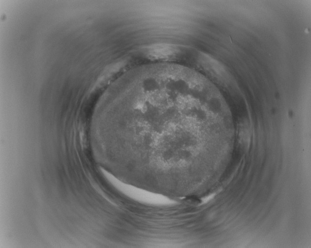 X0000065980408200603172120