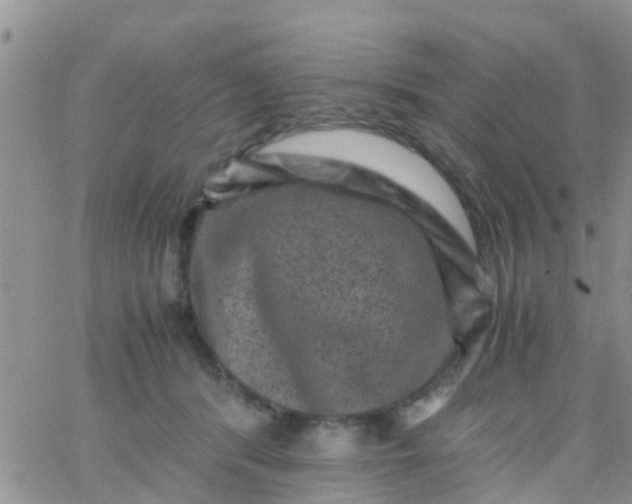 X0000065980416200603172120