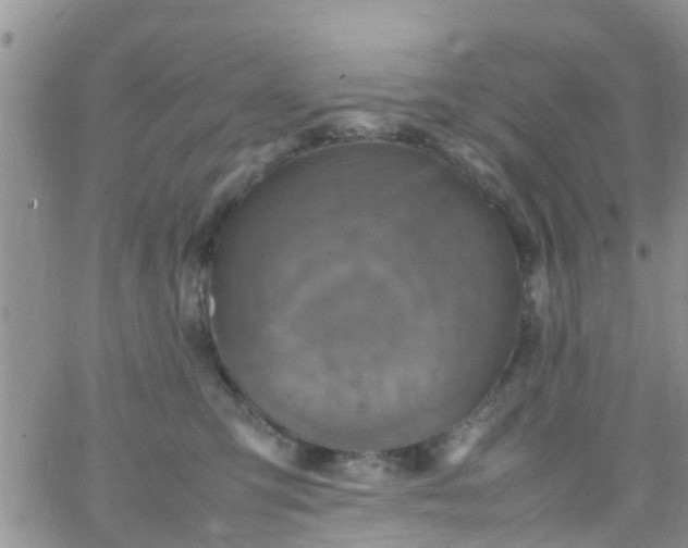 X0000065980423200603172120