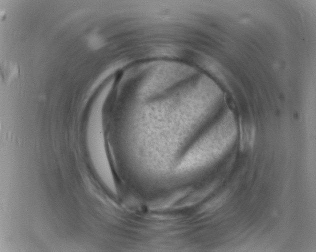 X0000065980435200603172119