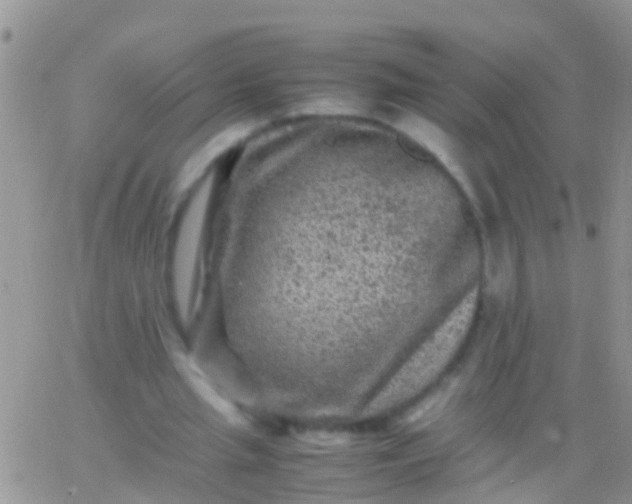 X0000065980437200603172119