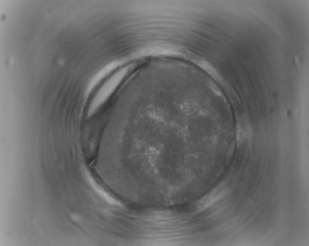 X0000065980438200603172119