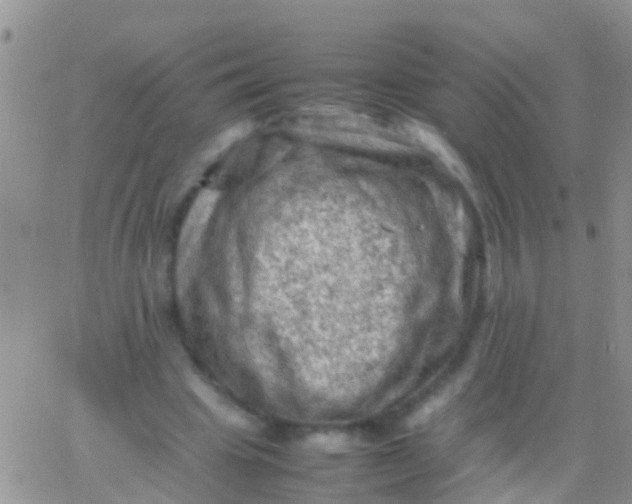 X0000065980441200603172119