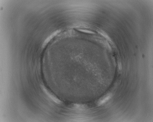 X0000065980442200603172119