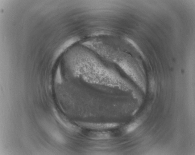 X0000065980443200603172119