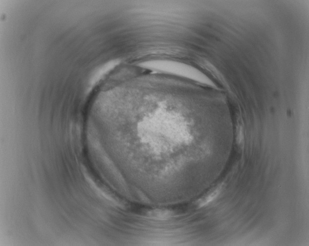 X0000065980444200603172119