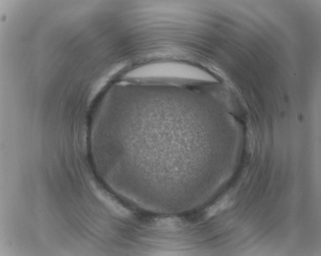 X0000065980446200603172119