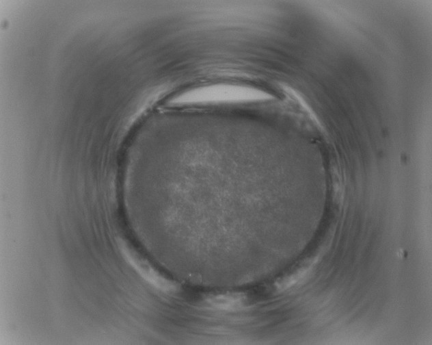 X0000065980447200603172119