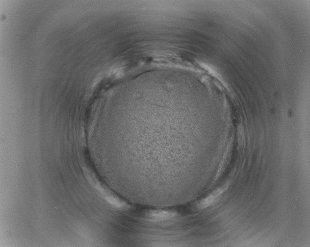 X0000065980453200603172119