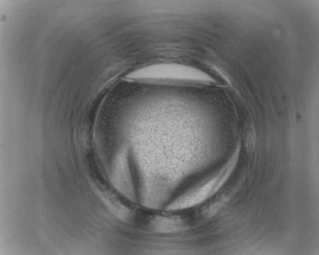 X0000065980455200603172119