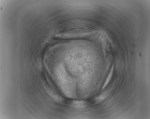 X0000065980457200603172119