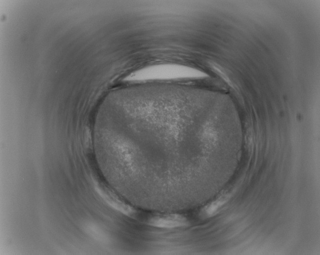 X0000065980459200603172119