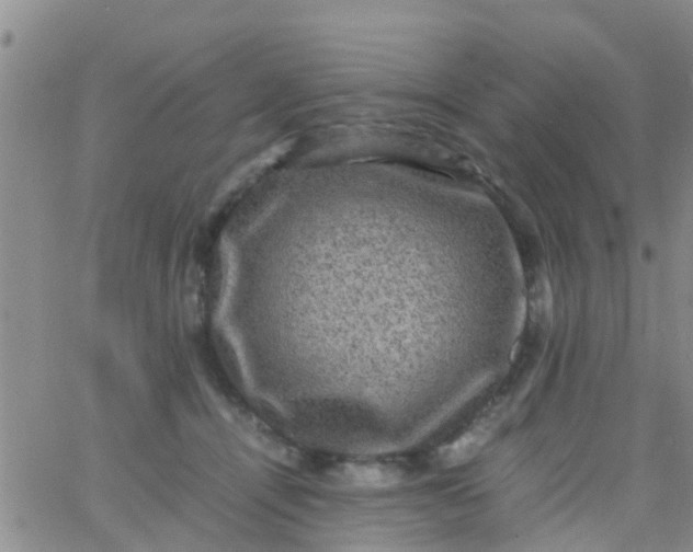 X0000065980464200603172119