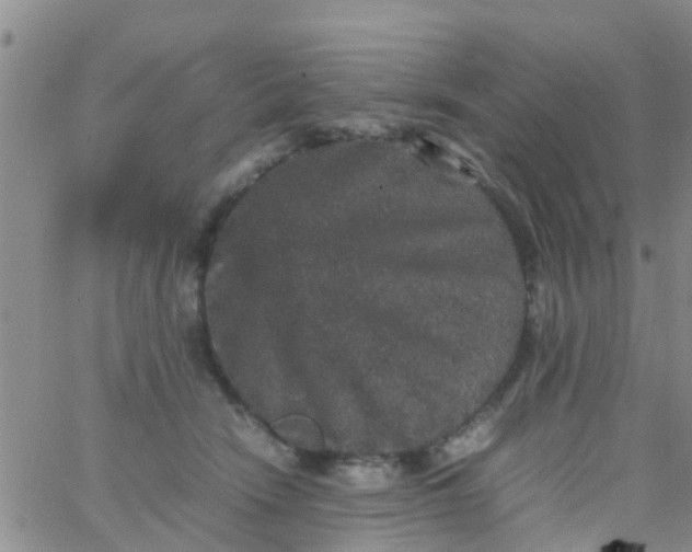 X0000065980466200603172119