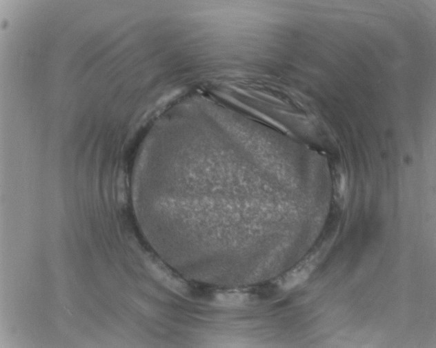 X0000065980470200603172119