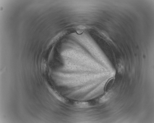 X0000065980476200603172120