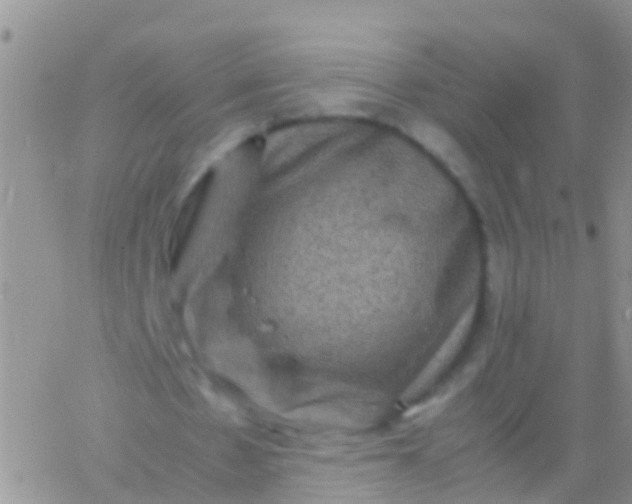 X0000065980481200603172119