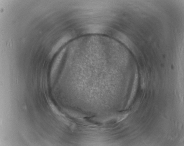 X0000065980482200603172119