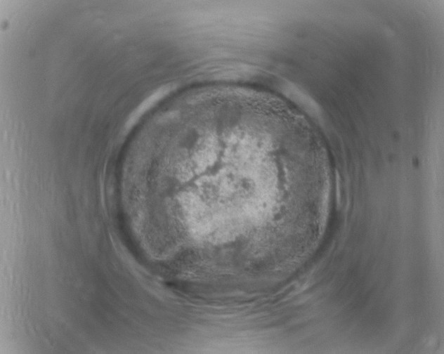 X0000065980483200603172119