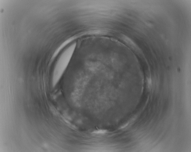 X0000065980484200603172119