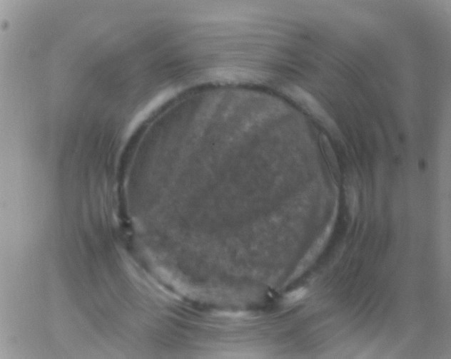 X0000065980488200603172119