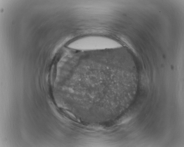 X0000065980491200603172119