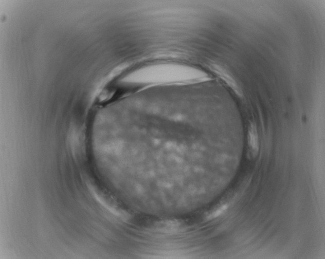 X0000065980492200603172119