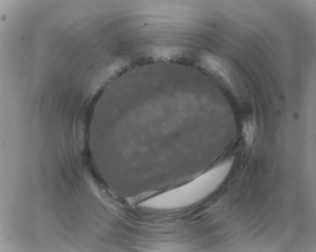 X0000065980496200603172119